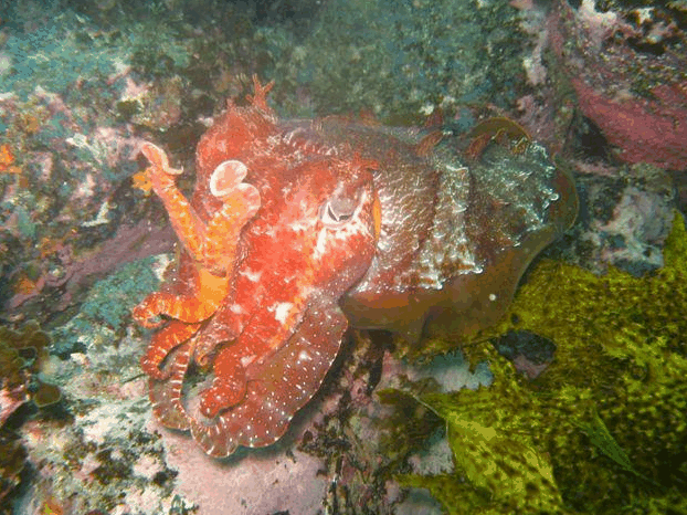 Jervis Bay Dive Charters - New Castle Holiday