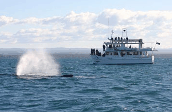 Dolphin Watch Cruises - New Castle Holiday