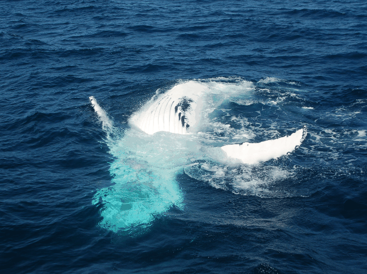Dolphin Wild Cruises - New Castle Holiday