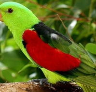 Birdworld Kuranda - New Castle Holiday