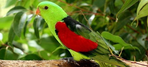 Birdworld Kuranda - New Castle Holiday 0