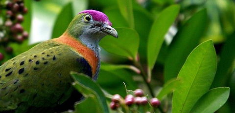 Birdworld Kuranda - New Castle Holiday 1