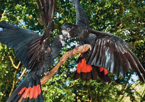 Birdworld Kuranda - New Castle Holiday 2