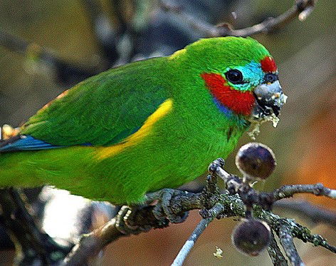 Birdworld Kuranda - New Castle Holiday 3