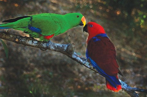 Birdworld Kuranda - New Castle Holiday 5