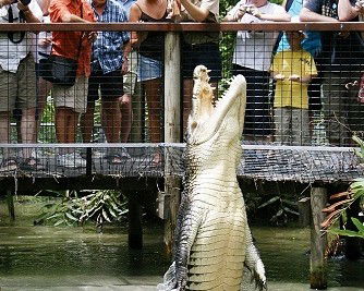 Hartley's Crocodile Adventures - New Castle Holiday 0