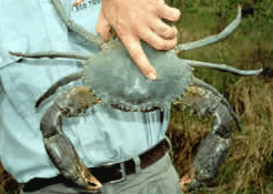 Whitsunday Crocodile Safari - New Castle Holiday