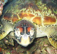 Adrenalin Snorkel and Dive - New Castle Holiday