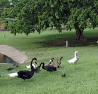 Anzac Park and Ululah Lagoon - New Castle Holiday