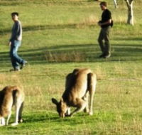 Araucaria Ecotours - New Castle Holiday