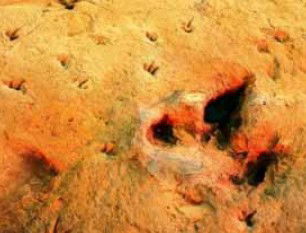 Australia's Dinosaur Trail - New Castle Holiday 2