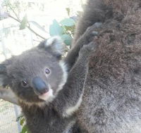 West Oz Wildlife Petting Zoos - New Castle Holiday