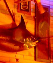 Joes Fish Shack - New Castle Holiday 3