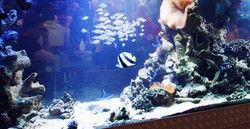 Cicerellos - New Castle Holiday 3