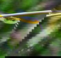 Be Welcomed by Wildlife at the Australian Wildlife Sanctuary - New Castle Holiday