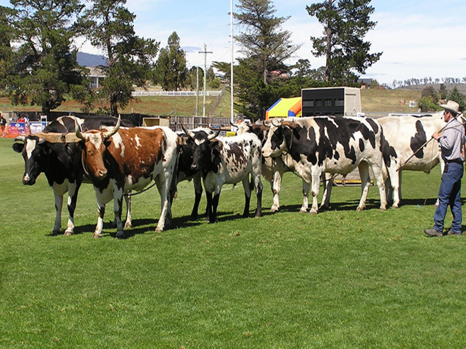 Brighton TAS New Castle Holiday