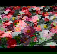 Camellia's Australia National Camellia Show - New Castle Holiday