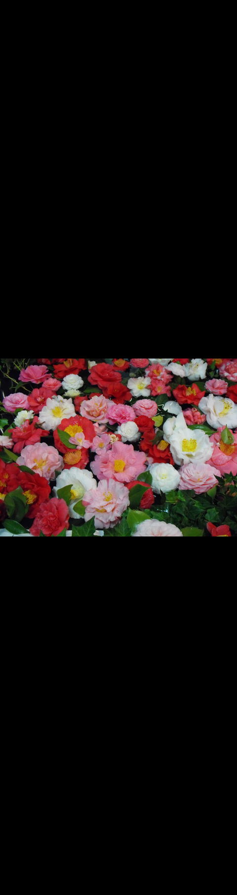 Camellia's Australia National Camellia Show - New Castle Holiday 0