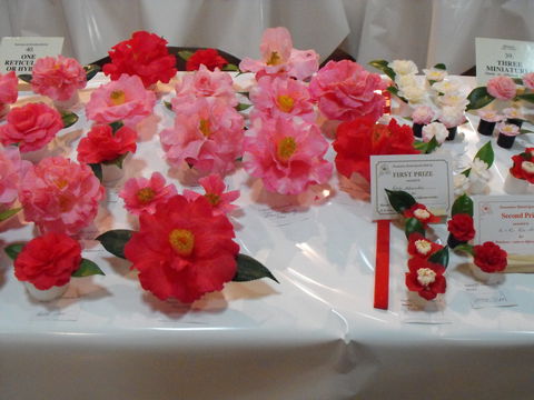 Camellia's Australia National Camellia Show - New Castle Holiday 1