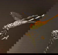 Dragonfly Discovery - New Castle Holiday