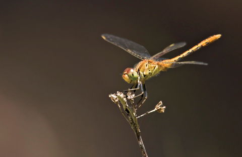 Dragonfly Discovery - New Castle Holiday 0