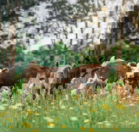 Farmgate Festival - New Castle Holiday