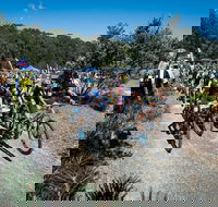 JetBlack Wild Wombat MTB Challenge - New Castle Holiday