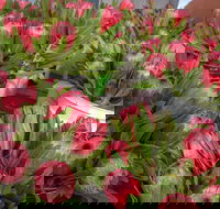 Junee Rotary Farmers Markets - New Castle Holiday