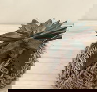 Kokedama Workshop - New Castle Holiday