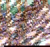 Meeniyan Garlic Festival - New Castle Holiday