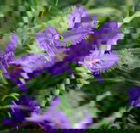 Our Campbelltown - New Castle Holiday