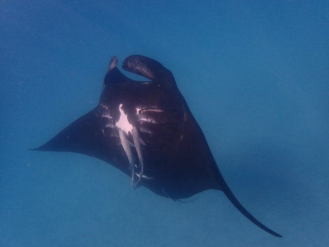 Project Manta Ningaloo Reef, Western Australia - New Castle Holiday 0