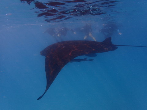 Project Manta Ningaloo Reef, Western Australia - New Castle Holiday 2