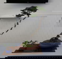Wauchope Bonsai Workshop Group - New Castle Holiday