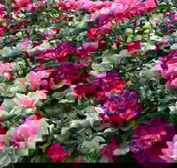 2020 Woolmers Estate Festival of Roses - New Castle Holiday