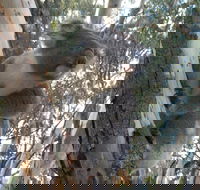Annual Koala Count - New Castle Holiday