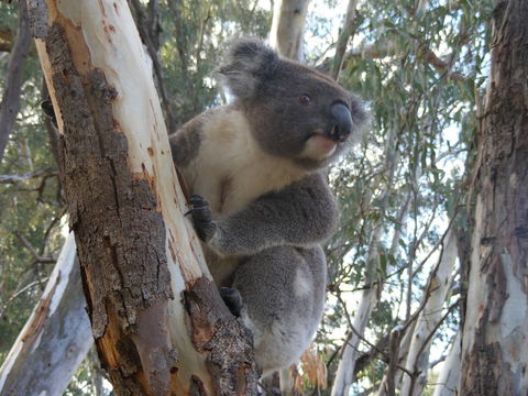 Annual Koala Count - New Castle Holiday 0