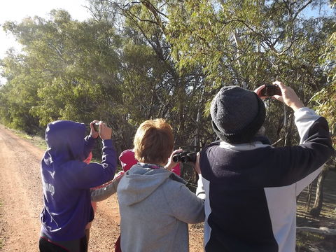 Annual Koala Count - New Castle Holiday 1