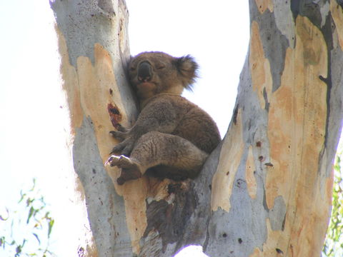 Annual Koala Count - New Castle Holiday 2