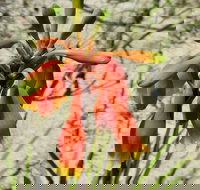 Australian flora past present and future - New Castle Holiday