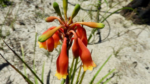 Australian Flora: Past, Present And Future - New Castle Holiday 0