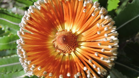 Australian Flora: Past, Present And Future - New Castle Holiday 1