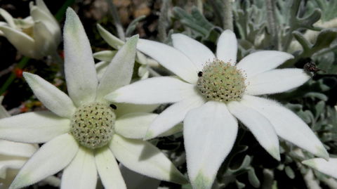 Australian Flora: Past, Present And Future - New Castle Holiday 2