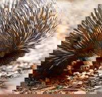 Aussie Wildlife Course - July/August/September - New Castle Holiday