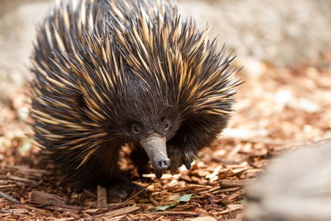 Aussie Wildlife Course - July/August/September - New Castle Holiday 0