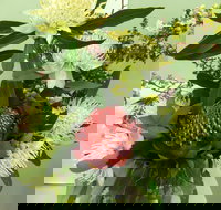 Blackheath Flower and Craft Show - New Castle Holiday