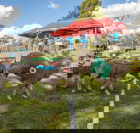 Caragabal Sheep Races - New Castle Holiday