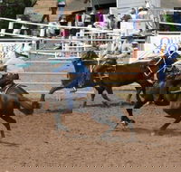 Dalgety Team Penning - New Castle Holiday