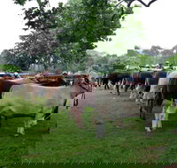 Dorrigo Agricultural Show - New Castle Holiday