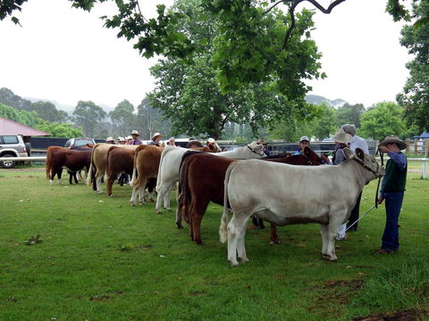 Dorrigo Agricultural Show - New Castle Holiday 0